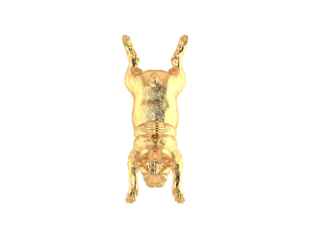 French Bulldog Dog view 2